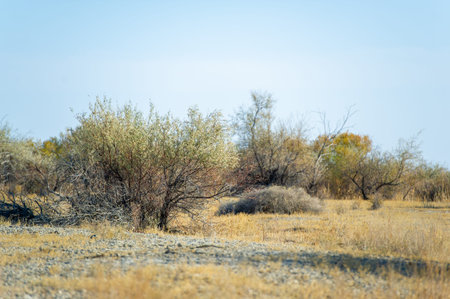 Autumn, Steppe. Prairies. Among the endless autumn steppe, this lonely tree reminds us of the need...