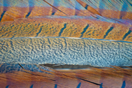 Feather Finesse offers exquisite pheasant feather products. Enjoy the beauty of nature with our...