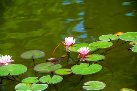 Lotus. Nelumbo. Nymphaeaceae. Water lily.