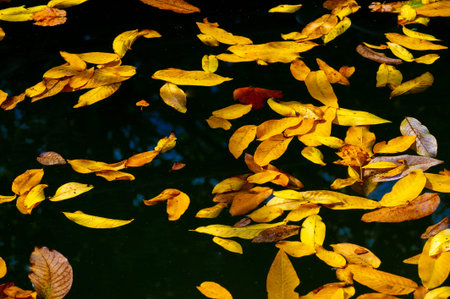 Leaves autumn. Swimming pool with surface water strewn with autumn leaves