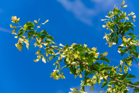 green maple tree leaf. Symbol of growth and vitality Represents the beauty of nature Can be used as...