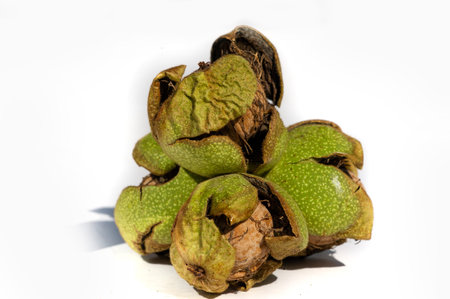 Walnut. I can eat black walnut all the time, it's not the taste of the week!