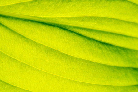 Exquisite leaves with intricate veining. A green masterpiece that will leave you breathless. Admire...
