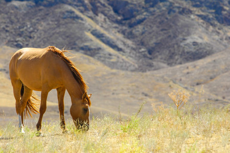 Beautiful landscapes with horses grazing in the river delta. Calm setting against a rocky backdrop. The steppe landscape adds natural beauty to the landscape.の写真素材