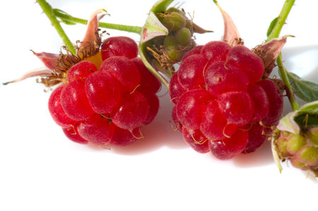Raspberry is juicy and perfect for your most fruity mood. Give some joy to your table. Surprisingly sweet, these berries will lift your spirits with an explosive flavor.の写真素材