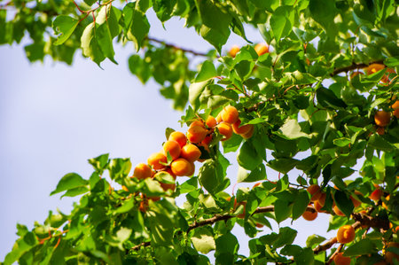 Enjoy the taste of delicious and juicy apricots. Grow your own fruit tree in your backyard or garden. Apricots can be eaten fresh, used in recipes, or canned for later use.の写真素材