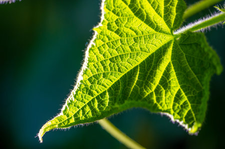 Fresh and bright green cucumber leaf. Symbol of freshness and healthy eating. Represents natural and...