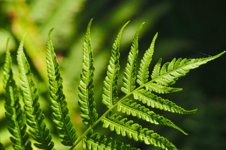 Experience the beauty of nature with Fern Leaves Vibrant green leaves that radiate life and...