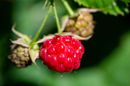 Raspberry is juicy and perfect for your most fruity mood. Give some joy to your table. Surprisingly...