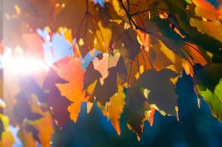 Experience the beautiful change of seasons in nature. Take stunning photos of vibrant fall foliage....