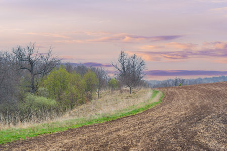 Witness the beauty of nature's canvas at sunset Enjoy the golden light casting a mesmerizing glow on the plowed field Enjoy the breathtaking view of flowers opening as the sun bids farewell to the dayの写真素材