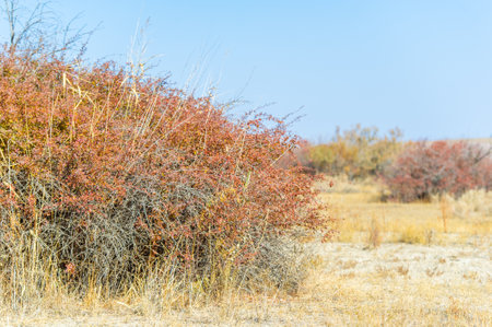 Autumn, Steppe. Prairies. Barberry. Step into a world where autumn meets nature. These magnificent bushes, despite everything, rise in the middle of the endless desert.の写真素材