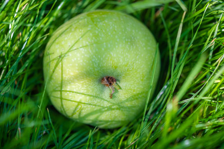 Apples. It was her sacred fruit, perhaps because it was beautiful and sweet, just like herself.の写真素材