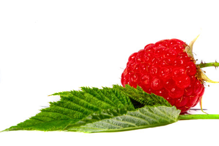 Raspberries are an excellent source of vitamin C, manganese and dietary fiber. They are also a very good source of copper and vitamin K, pantothenic acid, biotin, magnesium, folic acid.の写真素材