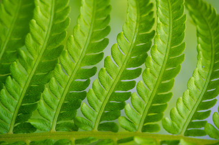 A collection of images and patterns on the theme of fern. Ideal for nature-inspired designs and...