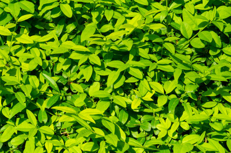 green hedge. Symbol of nature and environmental sustainability Represents growth, balance and harmony. Can be used in branding environmentally friendly products or businesses.の写真素材