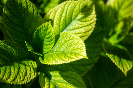 The green leaf symbolizes the growth and renewal of nature. This particular leaf is taken from a mature plant.の写真素材