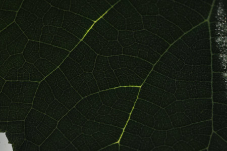 Green leaf texture close up. Abstract background for design. Nature concept.の写真素材