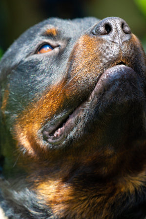 Feel the intense focus and instinctive drive of this alert pup.