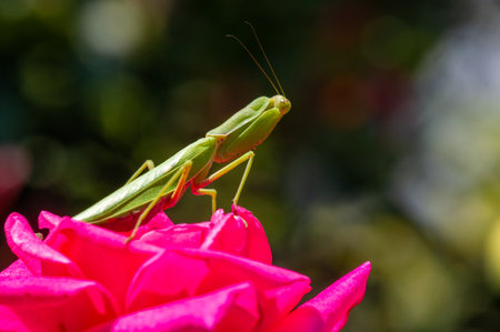 Explore the exciting world of Mantis. A close-up shot showing his mysterious gaze and intricate facial features. Awe-inspiring photographs of nature in all its glory.の写真素材