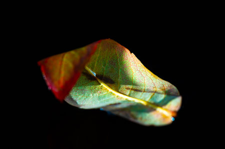 rowan leaf Stunning autumn colors stand out against the black background. Capture the beauty of nature with this vibrant red leaf. Ideal for fall themed designs and decorations.の写真素材
