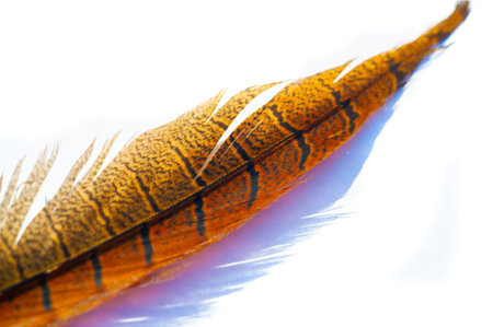 Pheasant feather, Feathers of bright and attractive colors. Intricate patterns that showcase the beauty of nature. A stunning tribute to Mother Nature's creations.の写真素材