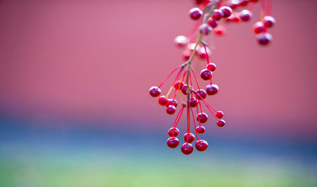 Malus baccata is an Asian apple tree known collectively as Siberian crab and is used to grow bonsai....