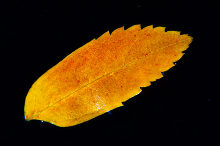 Capture the beauty of autumn with a bright red rowan leaf.