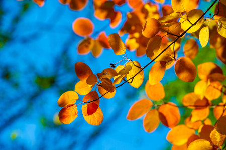 Enjoy the vibrant colors of fall foliage. Enjoy the beauty of nature's color palette. Take stunning...
