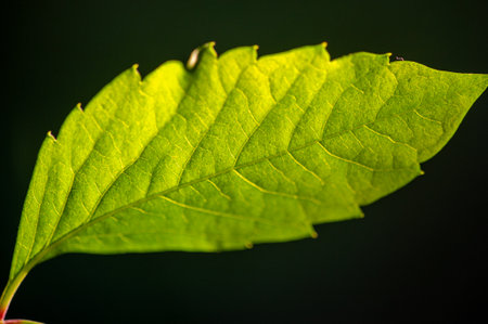 Unique and natural taste Rich in antioxidants and vitamins Supports healthy digestion and immune system Ideal for hot or iced teaの写真素材