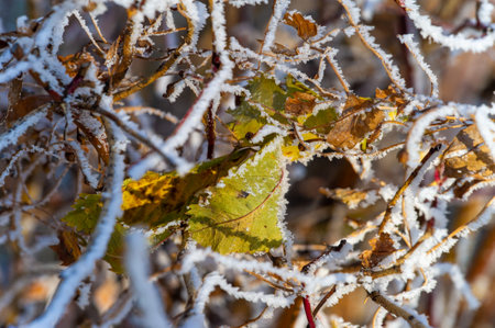 Frost. Icy charm! Embracing the captivating charm of a tree covered in delicate frost, creating a mesmerizing contrast with the bright blue sky. Winter Wonders Nature Is Artの写真素材