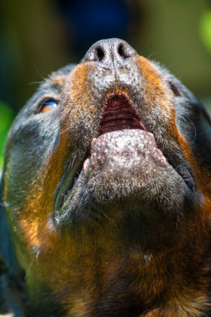 Attention dog Witness the irresistible determination that comes from the mouth of this loyal companion. Unyielding and unshakable, it is a symbol of loyalty and fortitude.の写真素材