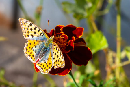When a butterfly finds its perfect perch amidst a sea of blooms Winged Wonder