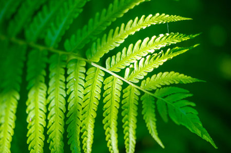 Nature's Masterpiece: Bright and Fresh Fern Leaf Experience the beauty of nature with this radiant...