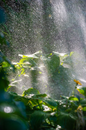 Experience the beauty of nature during summer Feel refreshed with raindrops on green leaves Immerse yourself in the lush greeneryの写真素材