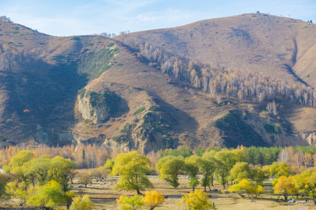 Enjoy the majestic beauty of the spruce and birch trees. Immerse yourself in the serenity of enchanting mountain heights. Admire stunning autumn scenery with rocky cliffs as a backdrop.の写真素材