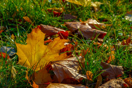 Autumn maple leaf, a flattened structure of a higher plant, similar to a blade that attaches...