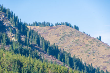 Majestic autumn peaks bathed in warm golden hues, surrounded by a sea of lush evergreen forest. Nature Inspiration Autumn Splendorの写真素材
