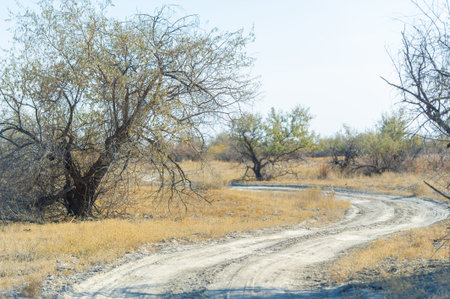 Experience the beauty of fall on a scenic dirt road. Immerse yourself in breathtaking views of the steppe. Witness the harmonious relationship between man and nature.の写真素材
