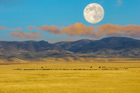 Steppe, prairie, plain, pampa. A breathtaking combination of fiery orange and purple hues envelops...