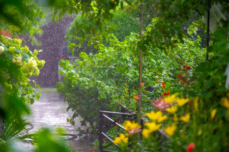 Nature's beauty comes alive with summer rain Lush green leaves create a refreshing and vibrant atmosphereの写真素材