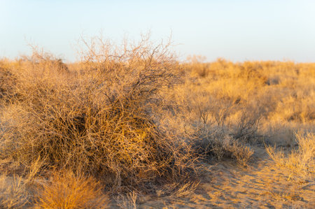 Autumn. Steppe. Sunset. Golden skies and gentle whispers of sand in the wind. Immerse yourself in the magic of this autumn sunset on the picturesque sand dunes!の写真素材