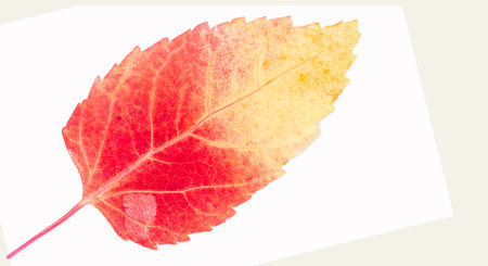 Autumn leaf Maple Acer ginnala, Legendary symbol of autumn beauty. Has stunning red and orange colors. Often used in landscape design due to its aesthetic appeal.の写真素材