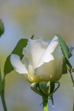 Garden rose. Shallow depth of field. Vitality fills the entire bouquet, fully opening into a large flower with a high center, ruffled petals, and an intoxicating scent.の写真素材