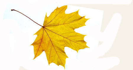 Stunning close-up photos of autumn maple leaves. Ideal for seasonal marketing campaigns or social...