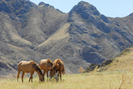 Horses graze peacefully in the picturesque river delta. Stunning backdrop of rock formations in the steppe. Natural and tranquil setting for horse lovers to enjoy the wild nature.の写真素材
