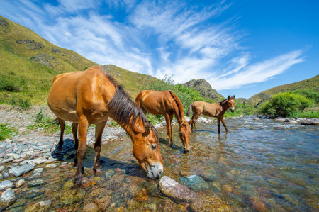 Horses graze peacefully by a fast-flowing river. The sound of hooves and water create a serene atmosphere. Nature at its best as horses quench their thirst in the stream.の写真素材