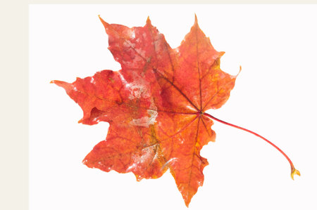Capturing the intricate detail and vibrant colors of autumn maple leaves. Showcasing the beauty of...