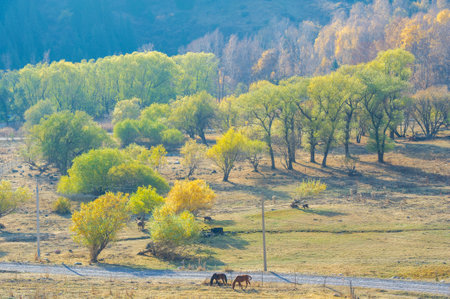 Experience the stunning beauty of the mountains in autumn. Immerse yourself in a picturesque landscape with vibrant foliage and towering peaks. An ideal place for nature lovers,の写真素材