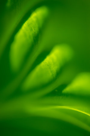 Admire the stunning leaves with their intricate veining. Indulge in leaf envy as you admire this green masterpiece. Admire the breathtaking beauty of the garden's luxurious foliage gems.の写真素材